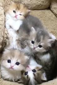 Pin By Dalya Kir On Meus Mimos Fofos Video In 2020 Cute Baby Cats Cute Cats Funny Cute Cats