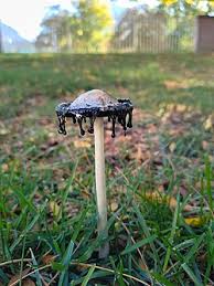 Image result for Coprinus comatus