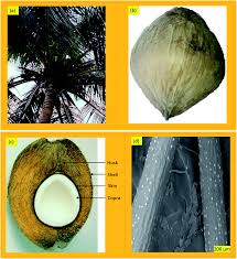 The majority of the coconut planted in malaysia. A State Of The Art Review On Coir Fiber Reinforced Biocomposites Rsc Advances Rsc Publishing Doi 10 1039 D1ra00231g
