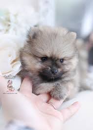 We deliver the #1 teacup puppies in the world. Tiny Teacup Pomeranian Puppies Teacup Puppies Boutique