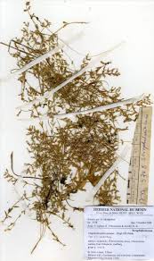 Image result for Crepidorhopalon