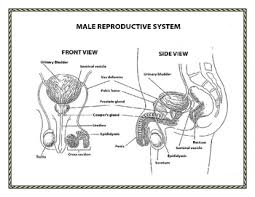 Female reproductive system diagram free vector. Human Growth And Development Male And Female Reproductive Systems Diagrams