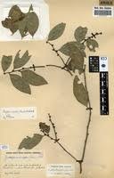 Image result for Maytenus undata