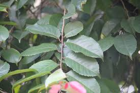 Image result for Homalium