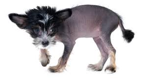 Die Gefühle unserer Vierbeiner | Leiden hässliche Hunde unter ihrem  Aussehen? | Leben & Wissen | BILD.de