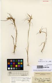 Image result for Hyparrhenia anthistirioides