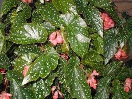 Begonia Tom Ment Buy It Now Creepers Plants Begonia Plant Leaves