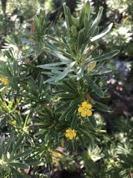 Image result for Suriana maritima