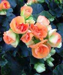 Pin On Amazing Annuals