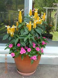 Shrimp Plant W Vinca Cora Filler Flower Pots Perennial Bulbs Plants