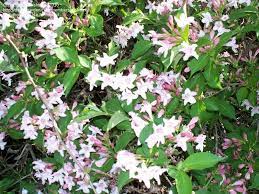 Identifying shrubs is easy in the spring, when those that produce flowers do so. Plant Identification Closed Help With Pink Flower Bush Id 1 By Irishtree