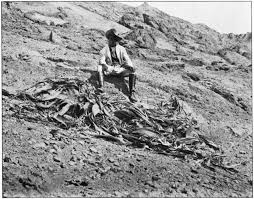 Image result for Dichilus bainesii