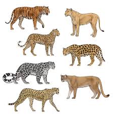 10 Exquisite Learn To Draw Animals Ideas Big Cats Drawing Big Cats Art Leopard Drawing