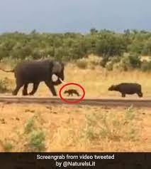 Baby Buffalo Charges At Elephant His Mom S Reaction Has Twitter Amused