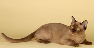 Top 10 Cat Breeds That Live The Longest