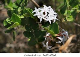 Image result for Carissa bispinosa