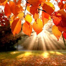 Znalezione obrazy dla zapytania jesień