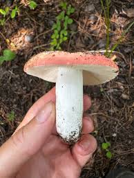 Image result for Russula sp.