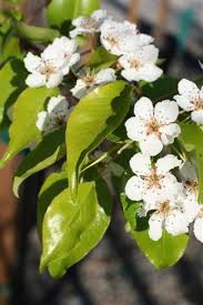 Image result for Pycreus pauper