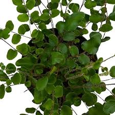 Image result for Pellaea dura