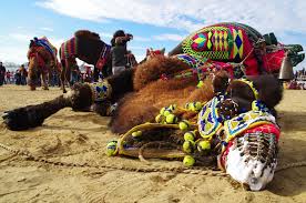 Male camels instinctively fight one another to gain a female's attention, this is part of the camel's very own animal nature, especially. Camel Wrestling Turkish Style Al Bawaba
