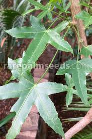 Image result for Cussonia corbisieri