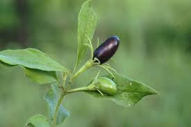 Image result for Jasminum stenolobum