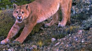 We did not find results for: Raubkatzen Attacke Puma Schleicht Sich An Und Beisst Achtjahrigen In Den Kopf Welt