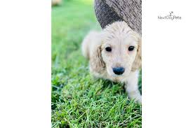 1 beauty long haired black and tan female! Romeo Dachshund Mini Puppy For Sale Near Raleigh Durham Ch North Carolina 44d59b0821