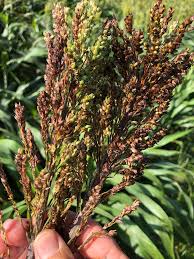 Image result for Sorghum versicolor