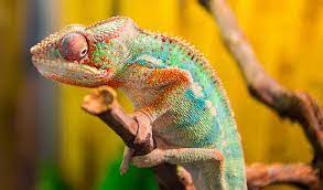 Maybe you would like to learn more about one of these? Tipuri De Animale De Companie Exotice TÄƒramul Animalelor