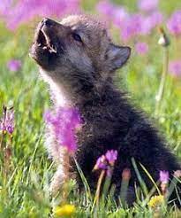 Cute Baby Wolf Want To Know More About Baby Wolves Read Http Myexoticworld Com Baby Wolf Dog Puppies Pack Baby Wolves Wolf Dog Puppy Wolf Dog