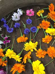 Frequent special offers and discounts up to 70% off for all products! Cooking With Flowers How To Dry Edible Flowers