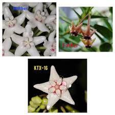 Image result for Polystachya spatella