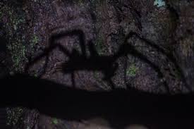 Tapi sebelum mandat berlalu, brunhild, salah satu dari 13 dewa valkyrie. Natural Viagra Spider Bite Causes Erection Live Science