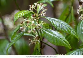 Image result for Psychotria succulenta