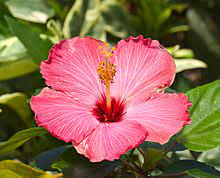 Nama saintifiknya allamanda cathartica merupakan tumbuhan hiasan genus allamanda dalam familia apocynaceae. Bunga Raya Wikipedia Bahasa Melayu Ensiklopedia Bebas