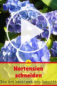 Sollen Die Hortensien Ordentlich Wachsen Musst Du Sie Einmal Im Jahr Schneiden Wann Und Wie Stark Erklaren Wir Dir Hie Hortensien Pflege Hortensien Pflanzen