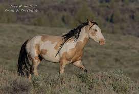 2016 buckskin apha paint mare this mare won't last long … &dollar;18,500 for sale horse id: Pin On Horses Painted