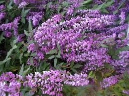 Image result for Hardenbergia comptoniana