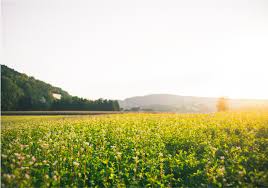 Juntop stampa hd foresta di grandi dimensioni soleggiato splendido scenario pittura su tela natura. Fotomurali Fiori Diversi Paesaggio Soleggiato E Fiore Tenstickers