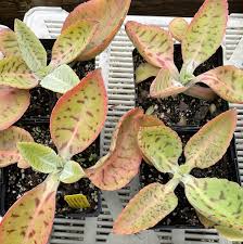 Image result for Kalanchoe gastonis-bonnieri