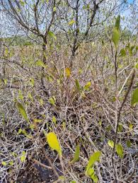 Image result for Lumnitzera racemosa