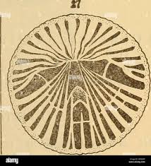 Image result for Triplophyllum