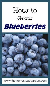 The rion prestige berry house is in production. How To Grow Blueberries Growing Blueberries Hydroponic Gardening Blueberry