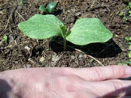 Lovepik > pumpkin plants images 100000+ results. Growing Squash Naturally Plants Forum At Permies