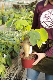 Image result for Jatropha podagrica