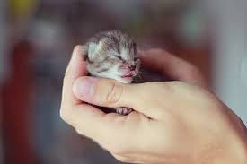 miracle tiny baby animals cutest kittens ever cute animals