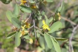 Image result for Grewia flavescens