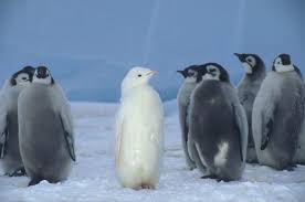 5 out of 5 stars. An Albino Baby Emperor Penguin Aww